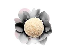 FORMA PTA DAISY 50UN ULTRAFEST